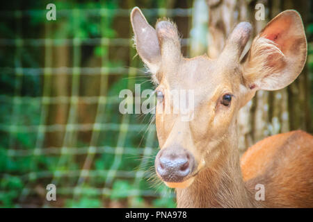 Carino Indian hog deer (Hyelaphus porcinus), un piccolo cervo il cui habitat varia dal Pakistan, attraverso l'India del nord, al continente del Sud-est asiatico. Foto Stock