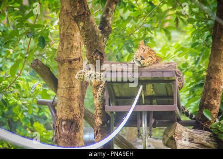Leopard (Panthera pardus) è rilassante sul patibolo agguato sugli alberi per il cacciatore di sparare nella foresta. Il Leopard è uno dei cinque "big c Foto Stock