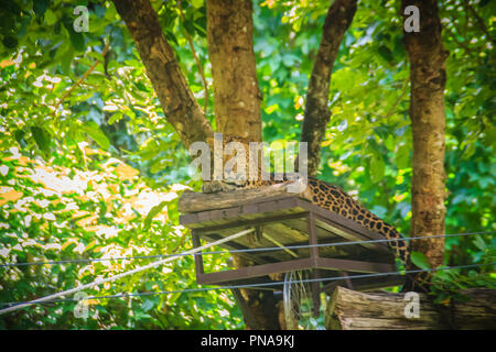 Leopard (Panthera pardus) è rilassante sul patibolo agguato sugli alberi per il cacciatore di sparare nella foresta. Il Leopard è uno dei cinque "big c Foto Stock