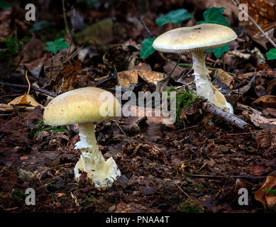 Amanita phalloides (la morte Cap) Foto Stock