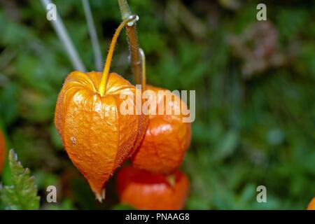 Physalis alkekengi, arancione lanterne di physalis alkekengi tra foglie verdi. Foto Stock