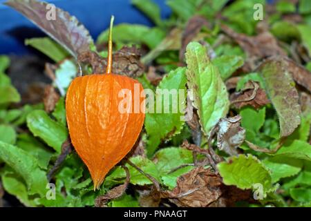 Physalis alkekengi, arancione lanterne di physalis alkekengi tra foglie verdi. Foto Stock