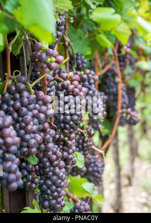 Il Pinot Grigio vitigno. Il Pinot Grigio è un vino bianco varietà di uva che è ottenuto da uve con grigiastro, bianco rosso e o violacea. Il Trentino Foto Stock