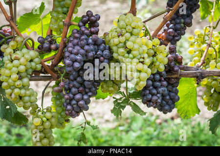 Il Pinot Grigio vitigno. Il Pinot Grigio è un vino bianco varietà di uva che è ottenuto da uve con grigiastro, bianco rosso e o violacea. Italia Foto Stock