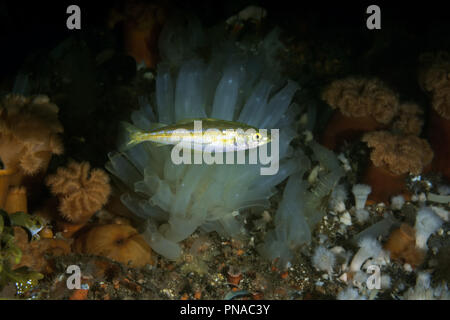 Atlantic Pollock o unione di Pollock (Pollachius pollachius) nuotare contro lo sfondo di ascidie e anemoni Foto Stock