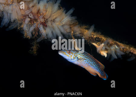 Il cuculo maschio wrasse (Labrus mixtus) Foto Stock