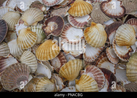 Seashell sfondo, lotti di capesante Queen Foto Stock