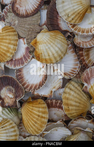 Seashell sfondo, lotti di capesante Queen Foto Stock