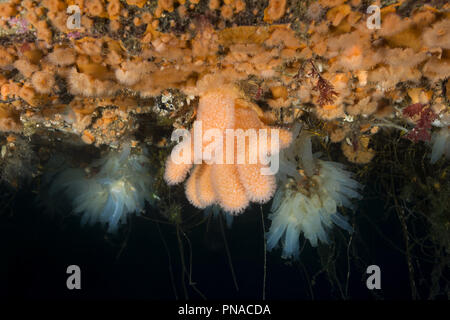 Giardini pensili di Aegir (AEgir) - dita Coral (Alcyonium digitatum), Plumose clonale di anemoni (Metridium) senile e la colonia di mare trasparente squirt Foto Stock