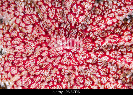 Close-up della stella di fiocco di neve o comuni o Sun Star (Crossaster papposus) Foto Stock