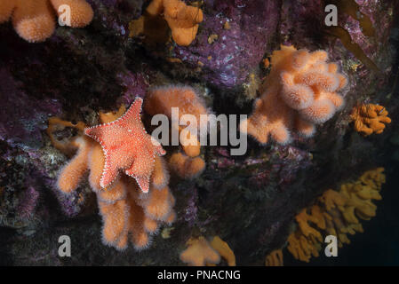 Paesaggio sottomarino con coralli molli - dita di corallo, Dead Man le dita o la lampadina Tunicate (Alcyonium digitatum) e cuscino rigido Starfish (Hip Foto Stock