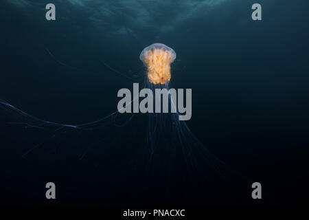 Leone la criniera medusa (Cyanea capillata, Cyanea artica) Foto Stock