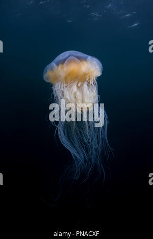 Leone la criniera medusa (Cyanea capillata, Cyanea artica) nell'acqua blu Foto Stock