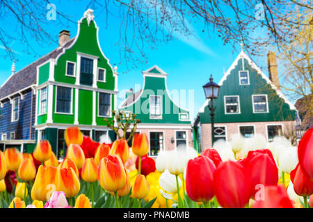 Holland campo di tulipani e Old Dutch green case tradizionali a Zaanse Schans nei Paesi Bassi, Amsterdam Foto Stock