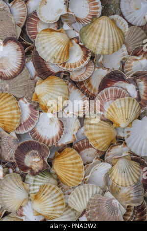 Conchiglie, l'immagine di sfondo un sacco di capesante Queen (Aequipecten opercularis), Mare di Norvegia, Nonthern regione atlantica, Norvegia, Europa Foto Stock