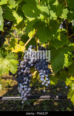 I grappoli di ripe rosso uva appeso su vite in un vigneto vicino al tempo del raccolto. Foto Stock