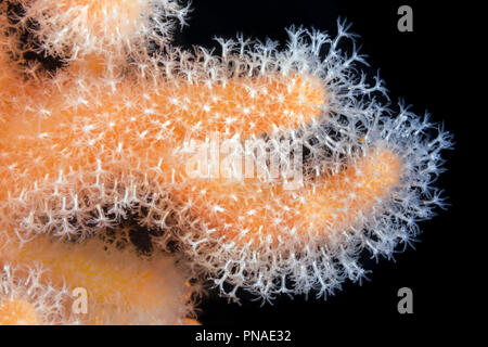 Close-up di polipi dita soft Coral, Dead Man le dita o la lampadina Tunicate (Alcyonium digitatum) Foto Stock