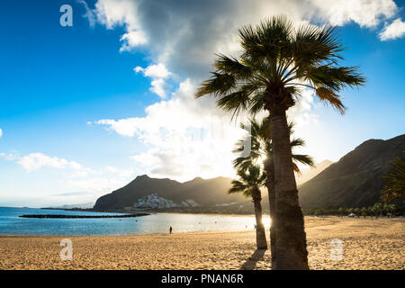 Alberi di palma Playa de Las Teresitas Beach, Tenerife Foto Stock