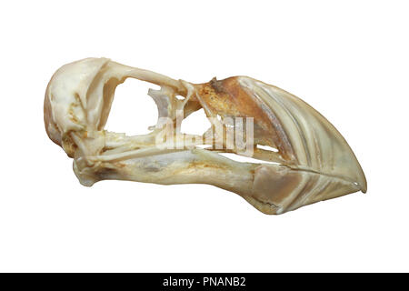 Atlantic Puffin (Fratercula arctica) cranio Foto Stock