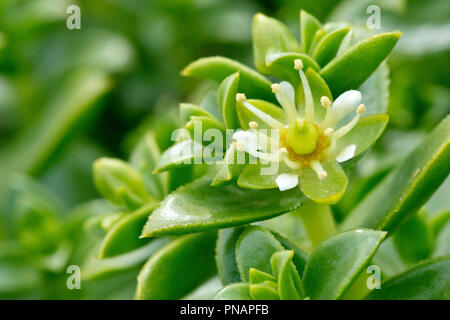 Mare Sandwort (honkenya peploides), in prossimità dello stabilimento è piuttosto insignificante fiore. Foto Stock