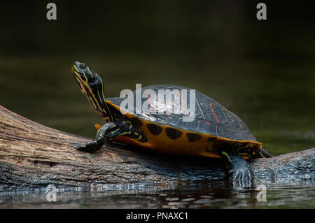 Una Florida rosso-panciuto cooter tartaruga, crogiolarsi al sole su un log in Juniper Springs, in Florida. Foto Stock