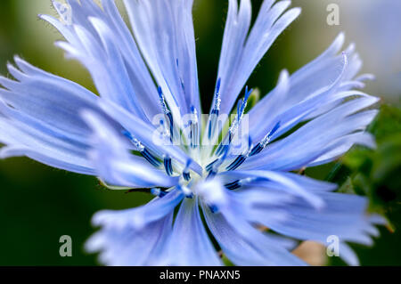 Una macro di Stoke's aster (Stokesia laevis), un fiore nativo della Florida, noto anche come un Fiordaliso, con luce blu-viola petali e un centro di bianco. Foto Stock