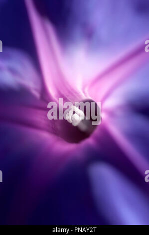 Una macro soft focus di un viola railroad vigna (Ipomoea pes-caprae) fiore, con gola di colore rosa e bianco stame. Foto Stock