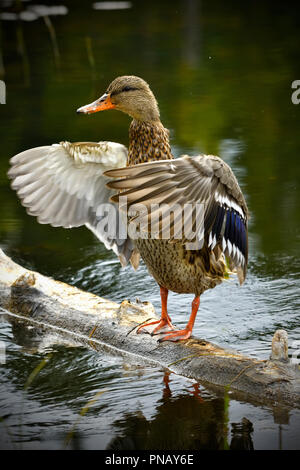 Una femmina di Mallard duck (Anas platyrhynchos);in piedi su un registro affondata sbattimenti le sue ali Foto Stock