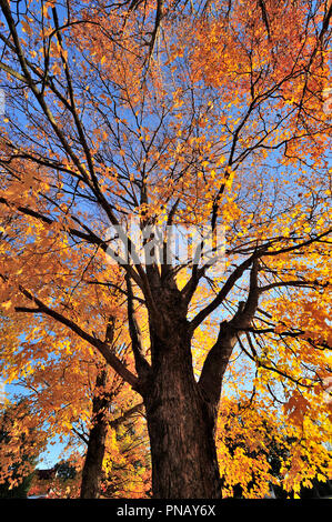 Un'immagine verticale di una coppia acero "acro saccharum' e le sue foglie per cambiare i colori dell'autunno e di essere retroilluminati da sole nel Sussex nuovo Brun Foto Stock