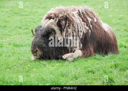Muskox in un campo Foto Stock