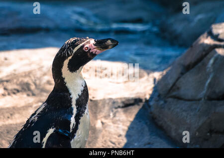 Un piccolo pinguino guardando il cibo presso il parco zoologico Foto Stock