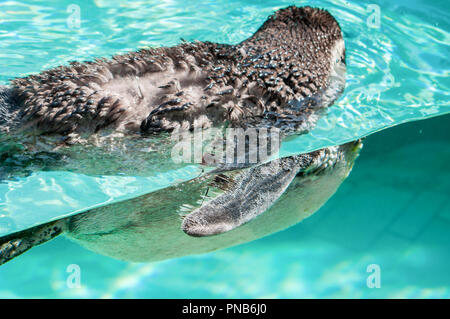 Un pinguino di nuoto in acque cristalline Foto Stock