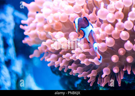 La orange clownfish (Amphiprion percula) noto anche come percula clownfish e clown anemonefish nuotare in acquario, al parco zoologico Foto Stock