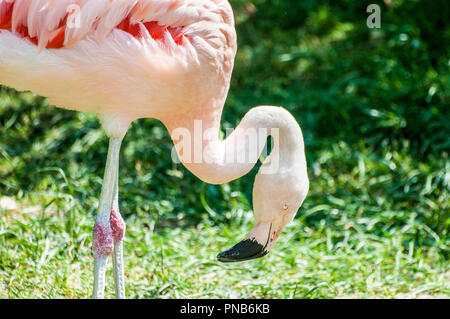 Phoenicopterus Roseus comunemente chiamato Fenicottero Rosa camminare sull'erba cercando un cibo, al zoo zoologico Foto Stock