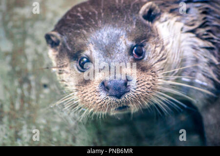 Lontra, nuotare nel fiume presso il parco zoologico e guardando qualcosa Foto Stock