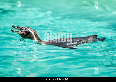 Penguin ama nuotare, questa volta in un acqua cristallina presso il parco zoologico Foto Stock