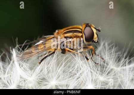 Helophilus pendulus hoverfly in appoggio sul seme di tarassaco testa. Tipperary, Irlanda Foto Stock