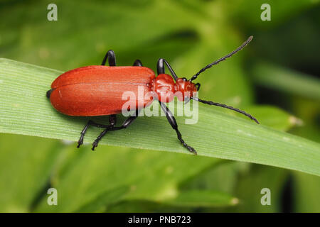 Testa rosso cardinale Beetle (Pyrochroa serraticornis) strisciando lungo la lama di erba. Tipperary, Irlanda Foto Stock