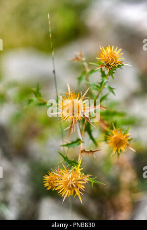 Giallo thistle blooming su un prato in Montenegro. Foto Stock