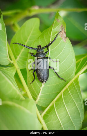 Grande coleottero femmina prionus coriarius sulla foglia verde Foto Stock