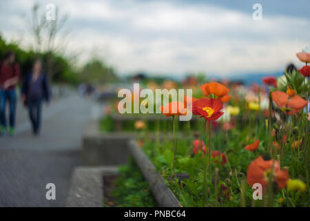 Un noioso con soft bokeh di fondo Foto Stock