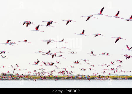 Unione Flamingo, grande fenicottero rosa Phoenicopterus roseus, in volo, Saintes-Maries-de-la-Mer, Parc naturel régional de Camargue, Languedoc Roussillon Foto Stock