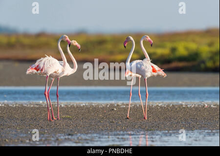 Unione Flamingo, grande fenicottero rosa Phoenicopterus roseus, Saintes-Maries-de-la-Mer, Parc naturel régional de Camargue, Languedoc Roussillon, Francia Foto Stock