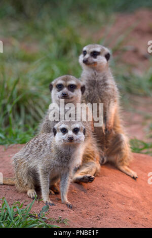 Meerkat, Suricata suricatta, tre animali Foto Stock