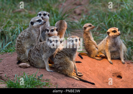 Meerkat, Suricata suricatta, gruppo di animali Foto Stock