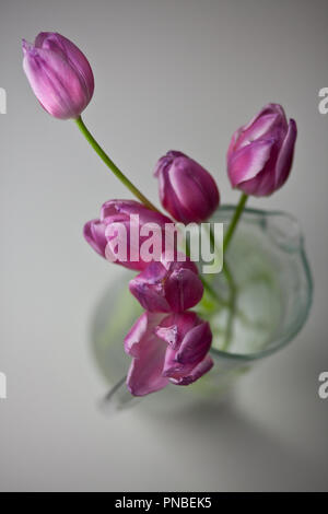 Tulipani rosa ancora vita istantanee in studio Foto Stock