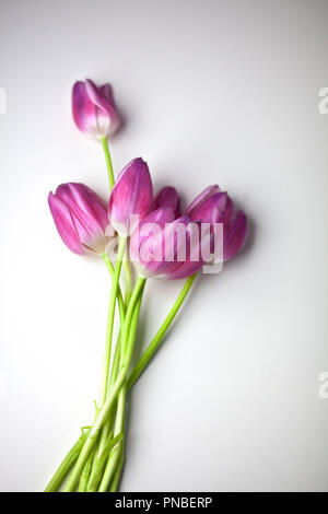 Tulipani rosa ancora vita istantanee in studio Foto Stock