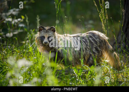 Cane procione, Nyctereutes procyonoides Foto Stock