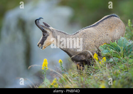 Camoscio Rupicapra rupicapra, Francia, Europa Foto Stock