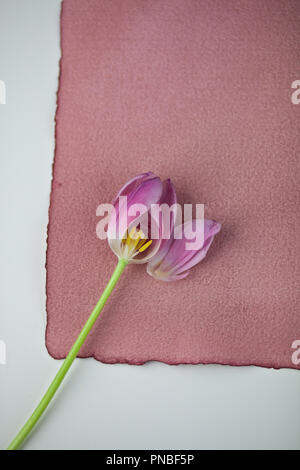 Tulipani rosa ancora vita istantanee in studio Foto Stock